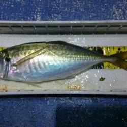 釣り船武蔵 釣果