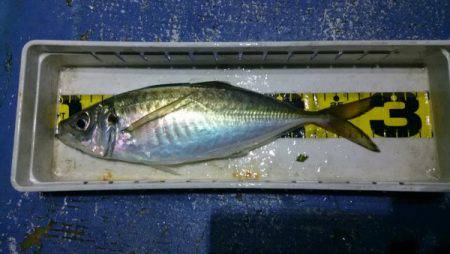 釣り船武蔵 釣果