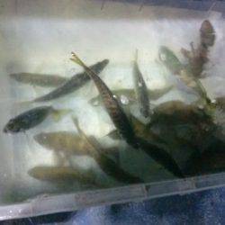 釣り船武蔵 釣果