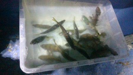 釣り船武蔵 釣果