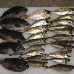 のとじま臨海公園海づりセンター 釣果