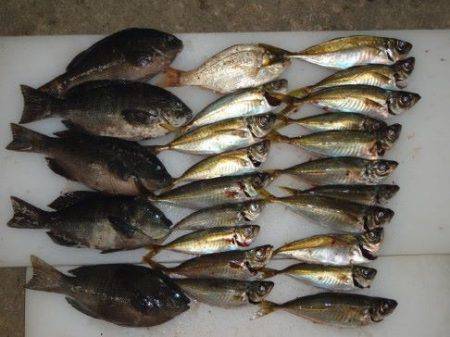 のとじま臨海公園海づりセンター 釣果