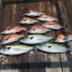 由良海上釣り堀 海人 釣果