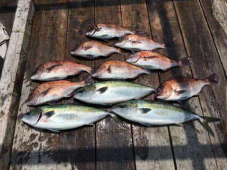 由良海上釣り堀 海人 釣果