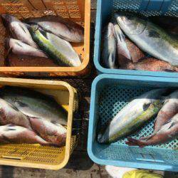 由良海上釣り堀 海人 釣果