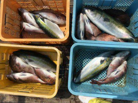 由良海上釣り堀 海人 釣果