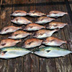 由良海上釣り堀 海人 釣果