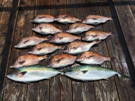 由良海上釣り堀 海人 釣果