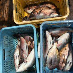 由良海上釣り堀 海人 釣果