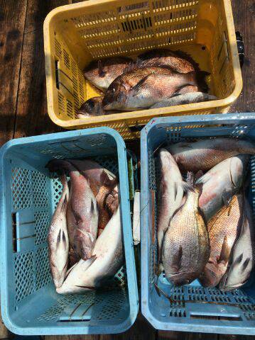 由良海上釣り堀 海人 釣果