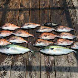 由良海上釣り堀 海人 釣果