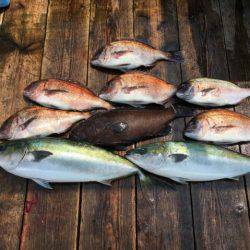 由良海上釣り堀 海人 釣果