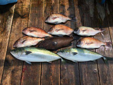 由良海上釣り堀 海人 釣果