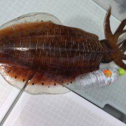 フィッシングボートACE(エース) 釣果