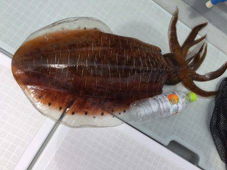 フィッシングボートACE(エース) 釣果