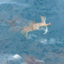 フィッシングボートACE(エース) 釣果