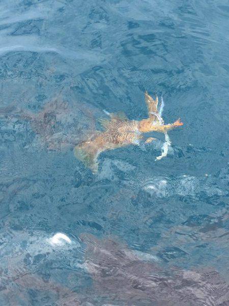 フィッシングボートACE(エース) 釣果