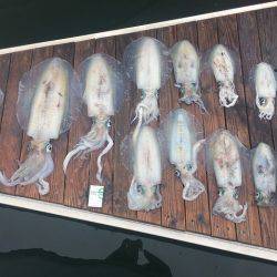 フィッシングボートACE(エース) 釣果