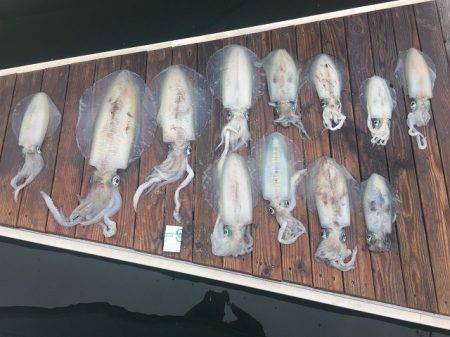 フィッシングボートACE(エース) 釣果