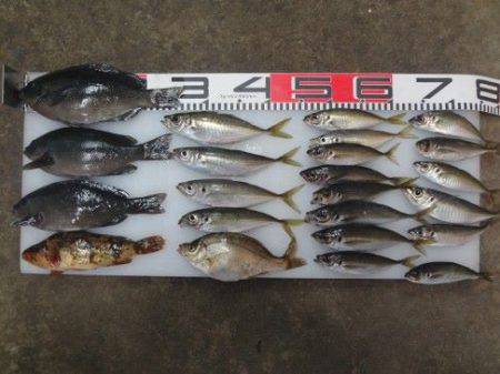 のとじま臨海公園海づりセンター 釣果