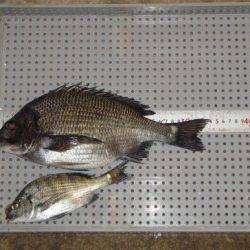 のとじま臨海公園海づりセンター 釣果