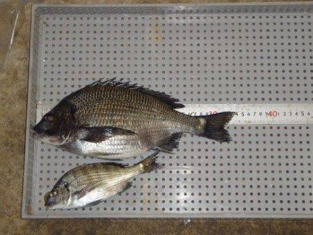 のとじま臨海公園海づりセンター 釣果