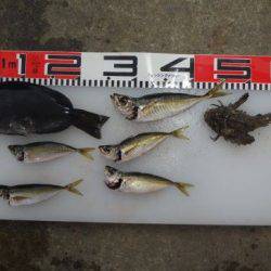 のとじま臨海公園海づりセンター 釣果