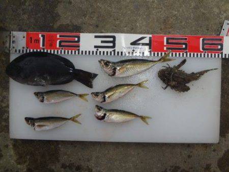 のとじま臨海公園海づりセンター 釣果