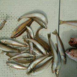 釣り船くわだ 釣果