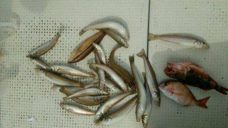 釣り船くわだ 釣果