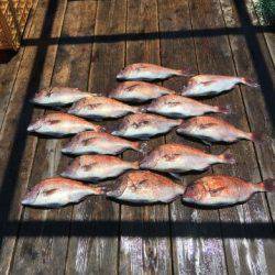 由良海上釣り堀 海人 釣果