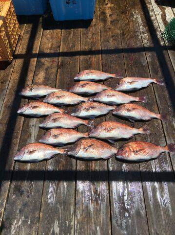 由良海上釣り堀 海人 釣果