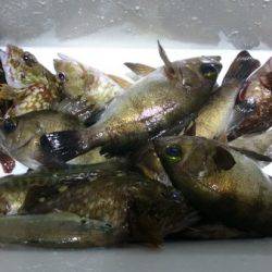 釣り船武蔵 釣果