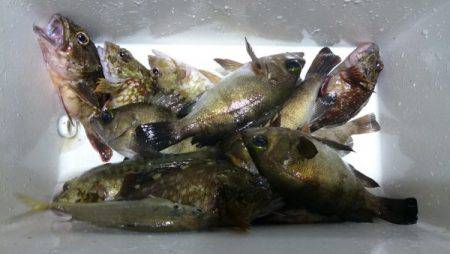 釣り船武蔵 釣果