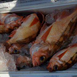 第三隆栄丸 釣果