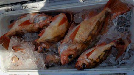 第三隆栄丸 釣果