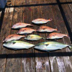 由良海上釣り堀 海人 釣果