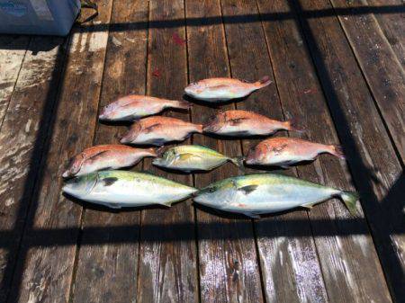 由良海上釣り堀 海人 釣果