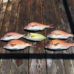 由良海上釣り堀 海人 釣果