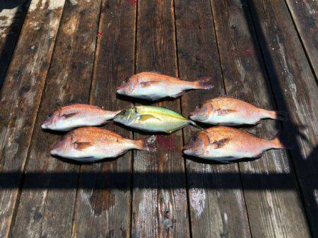 由良海上釣り堀 海人 釣果