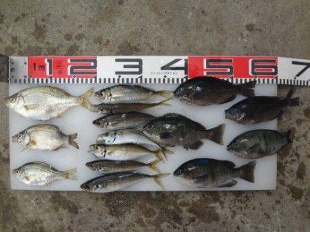 のとじま臨海公園海づりセンター 釣果