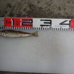 のとじま臨海公園海づりセンター 釣果