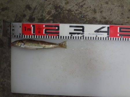 のとじま臨海公園海づりセンター 釣果