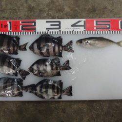 のとじま臨海公園海づりセンター 釣果