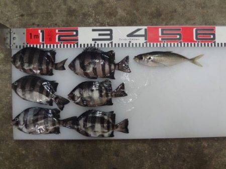 のとじま臨海公園海づりセンター 釣果