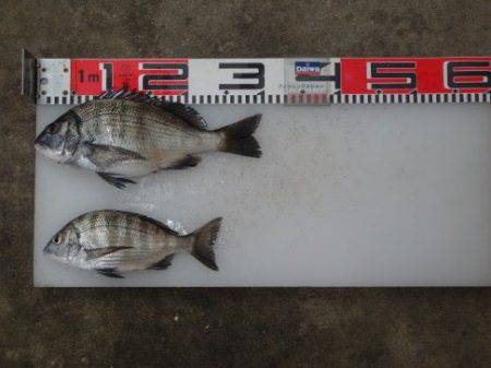 のとじま臨海公園海づりセンター 釣果