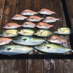 由良海上釣り堀 海人 釣果