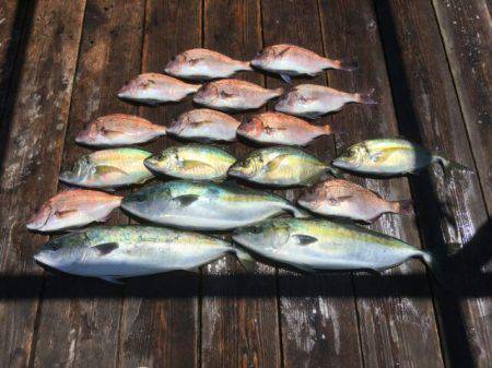 由良海上釣り堀 海人 釣果