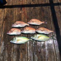 由良海上釣り堀 海人 釣果