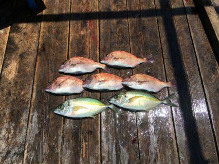 由良海上釣り堀 海人 釣果